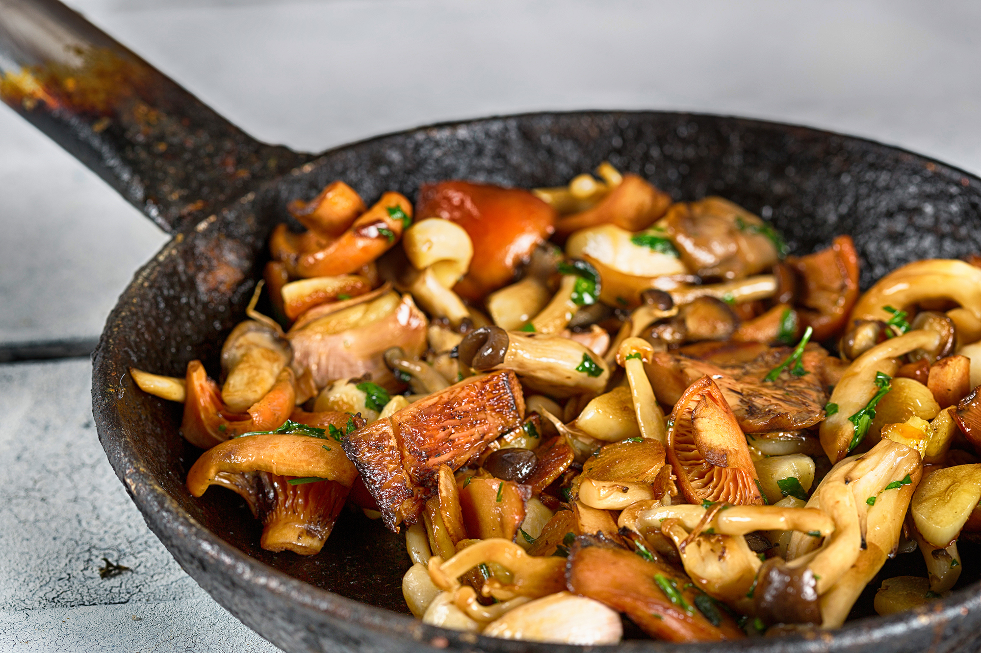 Bohemian Mushrooms